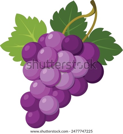 Bunch of purple grapes is hanging on the vine with green leaves