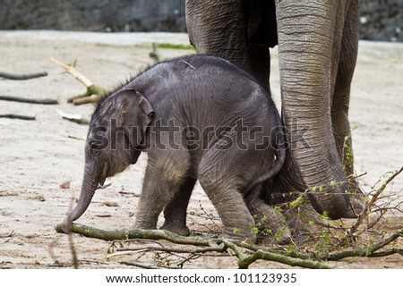 HAMBURG - APRIL 27: First public appearance of the baby elephants ASSAM at the zoo Hagenbeck on April 27, 2012  in Hamburg.