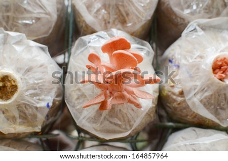 pink oyster mushroom in plant