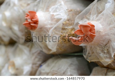 pink oyster mushroom in plant