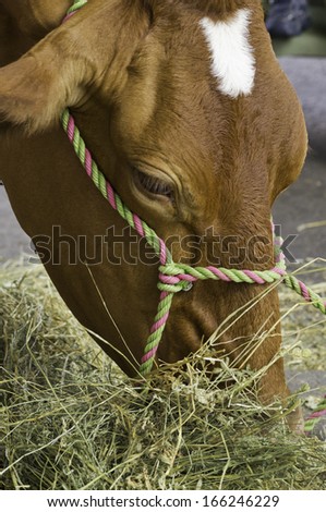A cow eating hay at a state fair barn.