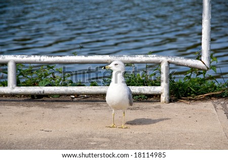 An alert gull sitting by a river bank.