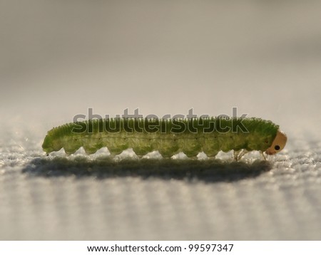 Larva of a parasitic wasp in back-light: