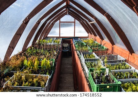 Interior of wooden greenhouse with small seedlings in plastic boxes