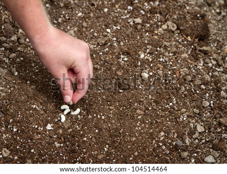 Close-up of child planting seed in garden