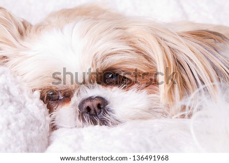 Sad dog laying down on white blanket, shih tzu breed