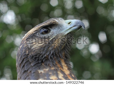 Black-chested Buzzard-Eagle (Geranoaetus melanoleucus) a bird of prey of the hawk and eagle family It lives in open regions of South America. This species is also known as the Black Buzzard-eagle,