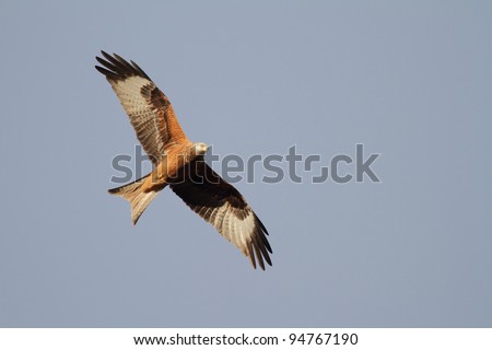 red kite bird in flight detailed against a blue sky