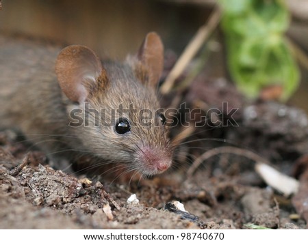 very close view of a garden mouse