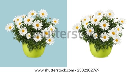 Similar – Image, Stock Photo Spring flowers in pot on table
