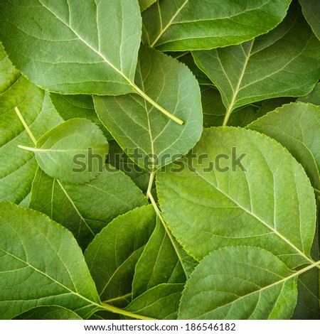 Similar – Image, Stock Photo green from above, a deserted football field. In front of it old trees, above all sunshine