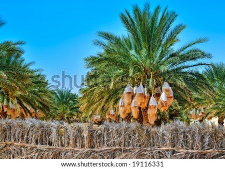 Date palm tree before harvesting. Tunisia, Africa