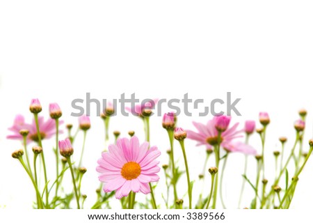 Pink marguerite (daisy) border isolated on white