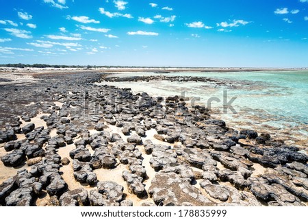 An image of the Stromatolites in Australia