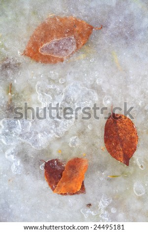 A photography of a frozen red leaf