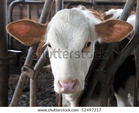 A young brown bavarian cow portrait