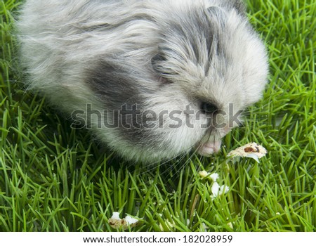 Hamster eating the quail egg on the grass