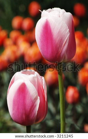 two red tulips on natural flower\'s background