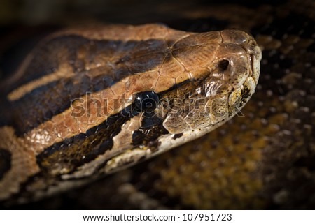 Python Snake Head Close-Up