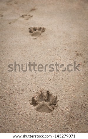 Dog footprint on the earth
