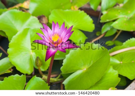 Beautiful pink lotus flower that grows on a lotus leaf