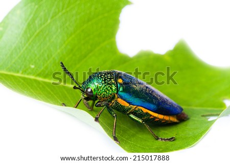 Metallic wood-boring beetle on leaf on white background