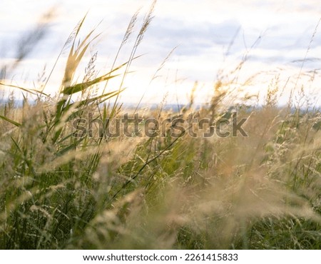 Similar – Image, Stock Photo Close up meadow with water