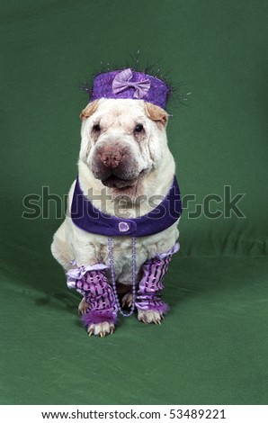 A small white Sharpei wearing a fancy purple costume sits on a green backdrop looking toward the camera.