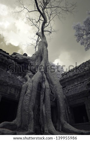 Giant tree covering the stones of the fascinating temple of Ta Prohm in Angkor Wat (Siem Reap, Cambodia). Infrared ray