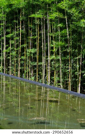 Bamboo garden with water reflection