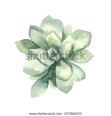 Watercolor Succulent 2 Stock Photo 247860631 : Shutterstock