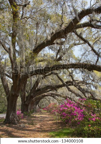 Azaleas and live oaks at the Magnolia Plantation in Charleston, SC