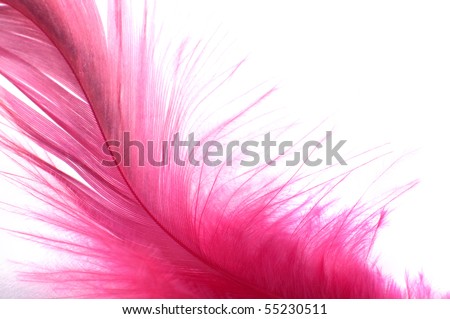 Feathers, isolated on white background