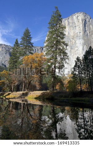 Fall leaves log jammed on the Merced River, Yosemite National Park, El Capitan in background, perfect blue sky day.