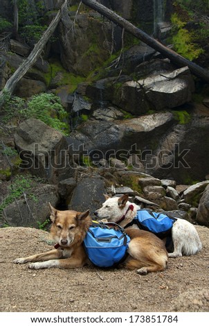 Back packing dogs, resting along trail near quiet Summer water fall.