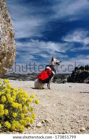 Dog, Red Heeler Cattle Dog with red backpack against Summer sky.