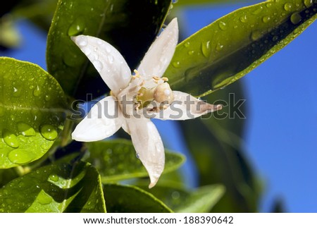 Orange blossom macro, extreme closeup with water drops, green leaves, deep blue sky behind.