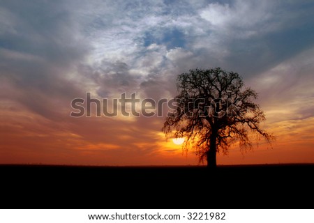 Silhouette of Winter Oak Tree, Setting Sun, Storm Front Sky
