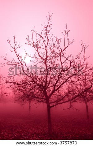 Soft Passionate Pink Tone Silhouette Sunrise Through a Grove of Bare Walnut Trees in Fog