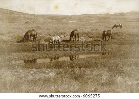 Grunge Antique Photo Effect of Range Horses Feeding