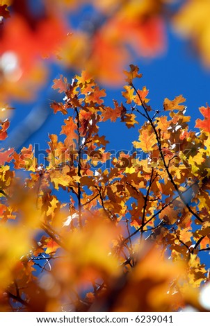 Brilliant Red Oak Leaves Against Deep Blue Autumn Sky