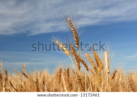 Ripe Wheat Detail Against Blue sky