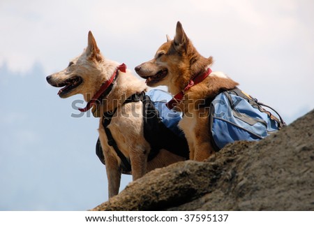 Two dogs with backpacks paused while hiking on a mountain trail.