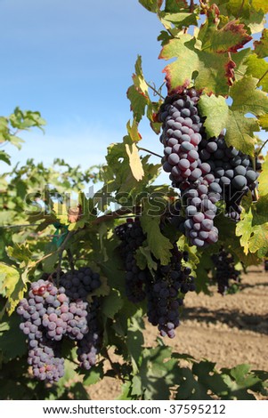 Red wine grapes ripening in the sun, still on the vine in Northern California, green leaves, blue sky.