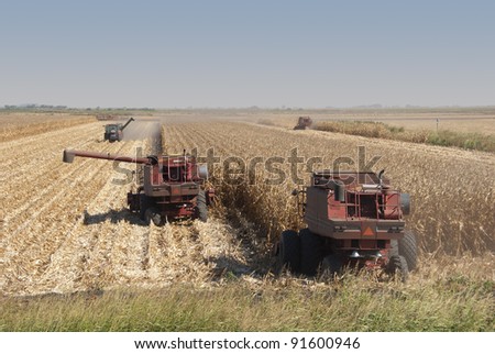 Combines harvest dry corn.