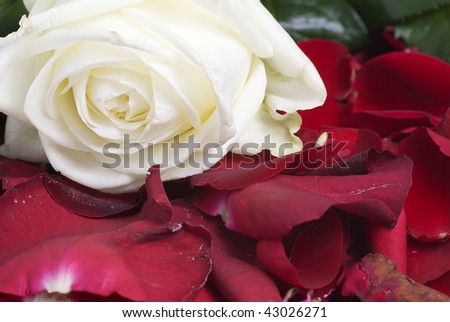 Saint Valentine\'s concept ( Red petals )