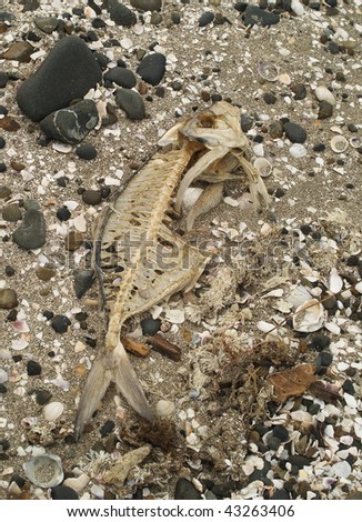 Dead fish skeleton