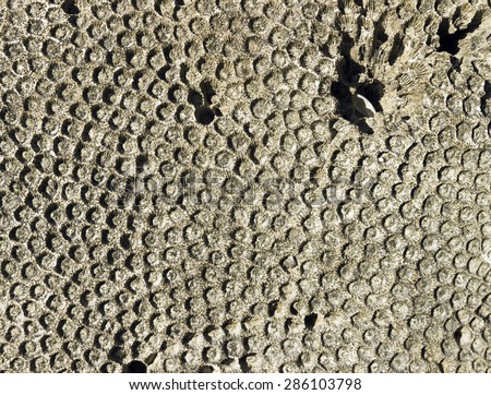textured pattern of natural ornament over old coral stone