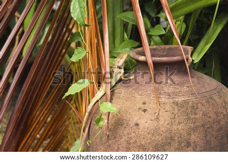 orange lizard with a long tail standing on a old pot. wild reptile