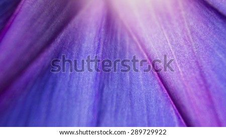 extreme close up shot of natural, violet flower texture. vivid petal background